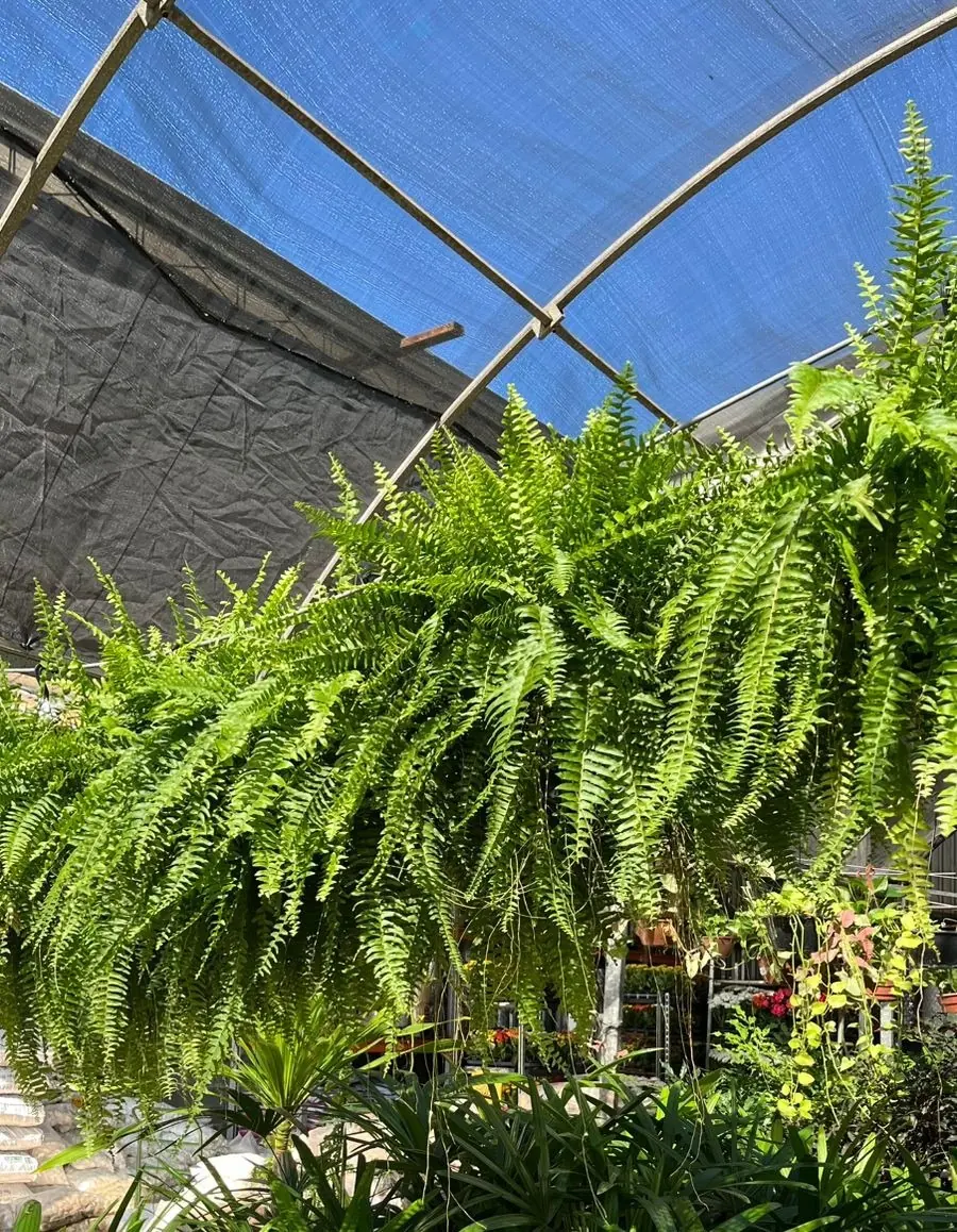 Samambaias na estufa da floricultura